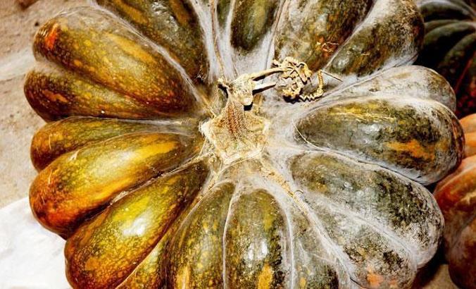 33,5 kiloluk bal kabağı