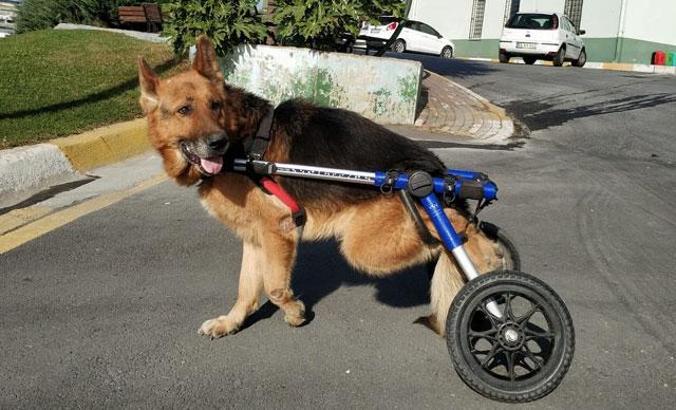Felçli köpek yürüteçle hayata bağlandı