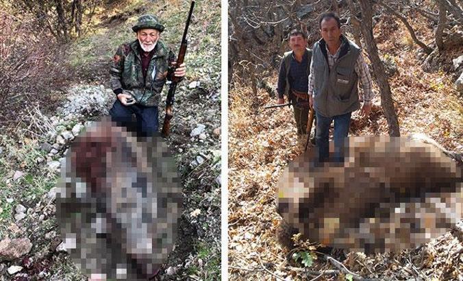 Tarım alanlarına zarar verdiği gerekçesiyle 86 yaban domuzu öldürüldü