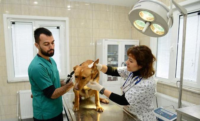 Sahipsiz hayvanlar için rehabilitasyon merkezi açılıyor