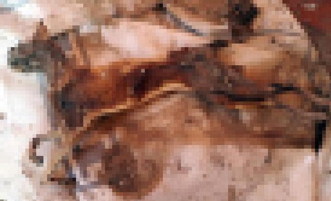 Erzurum'da yakılmış kedi bulundu