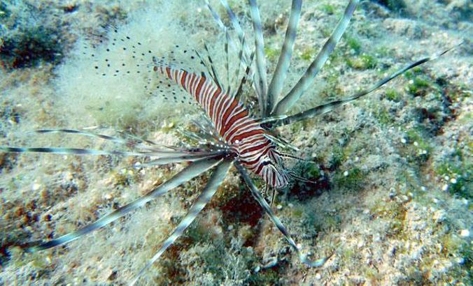 Akdeniz'i 'işgal eden' balık türü 63'e çıktı