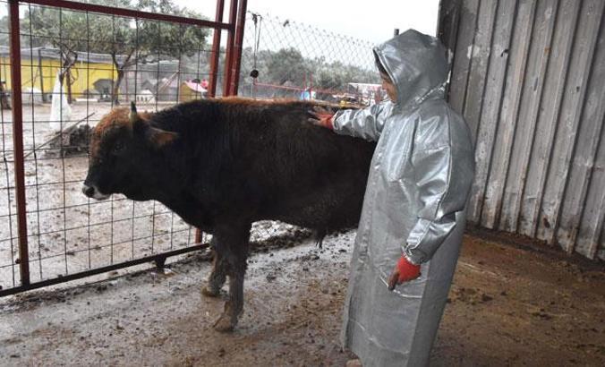 Bayramda kesilmekten kaçan Ferdinand'ın yeni yaşamı