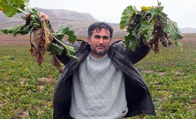 Yozgat'ta 800 ton şeker pancarı tarlada kaldı