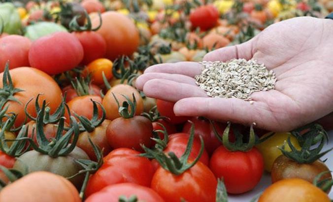 Anadolu'nun unutulan lezzetleri ıslah ediliyor