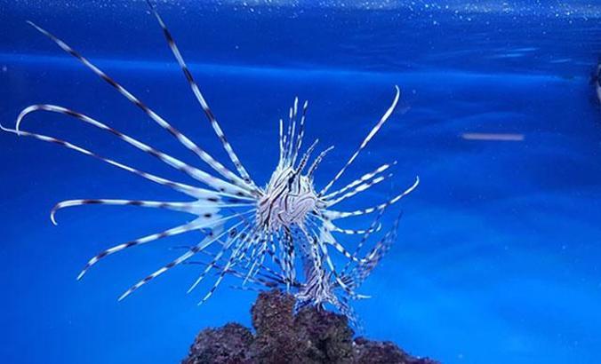 Ege Denizi'nde 'aslan balığı' istilası