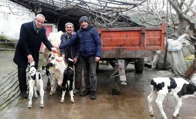 Bakan Pakdemirli'den dördüz doğum yapan ineğe altın