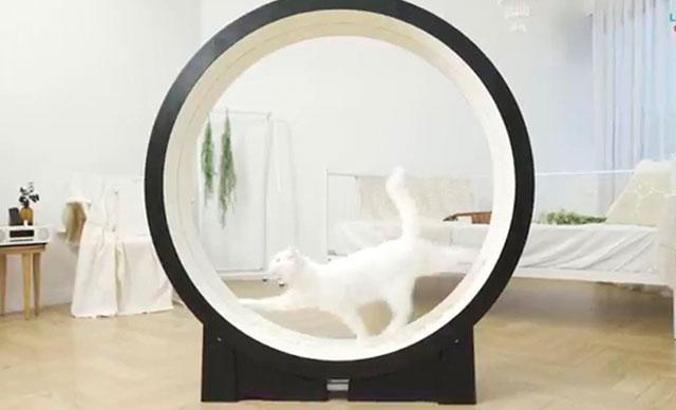 Kedileri 'fazla kilodan' kurtarmak için tasarladılar