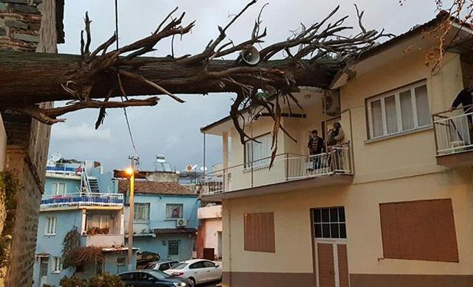 İzmir'de anıt ağaç evin çatısına devrildi