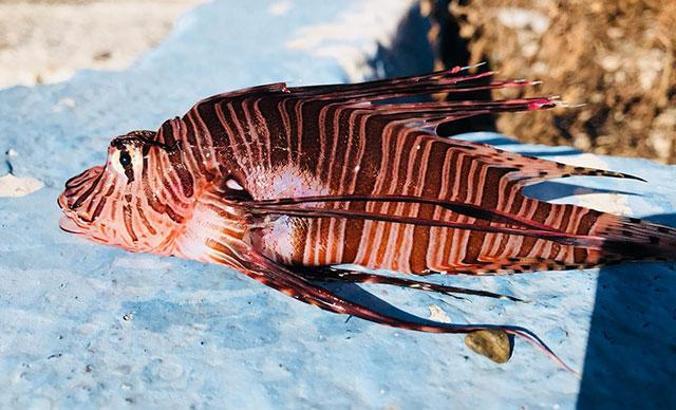 Gökava'da zehirli aslan balığı görüldü