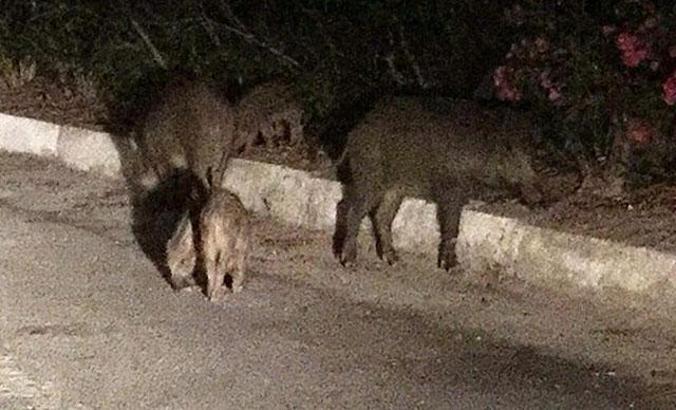Domuzların saldırısına uğradı