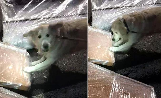 Çapkın, evden eve eroin kuryeliğini ortaya çıkardı