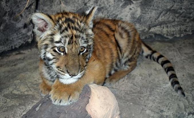 Çilek Kaplan ziyaretçi akınına uğruyor