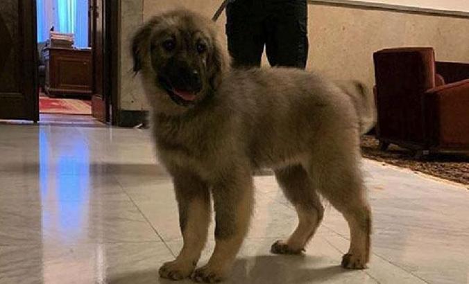 Sırbistan'da bulunan Putin'e 'Paşa' isimli Şar köpeği hediye edilecek