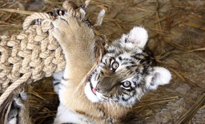 Dünyadaki 20 çilek kaplanından biri artık İstanbul’da yaşayacak