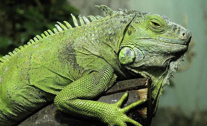 İnternetten iguana satışı