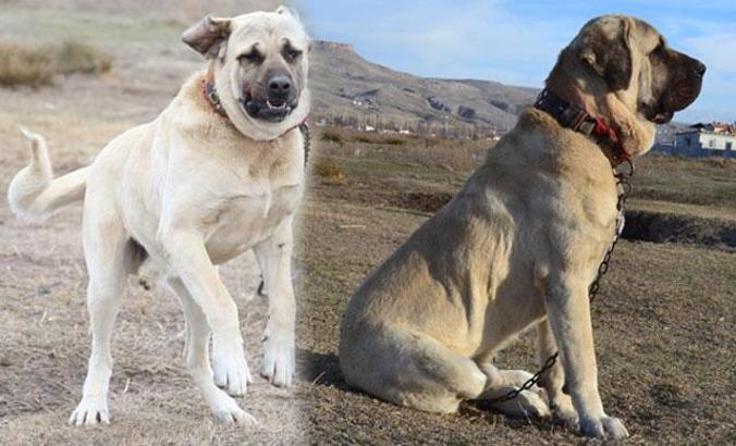 'Aksaray Malaklısı' köpeklere yoğun talep