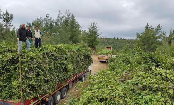Manavgat'ta 'yeşil altın' defneden yaklaşık 2 milyon lira gelir
