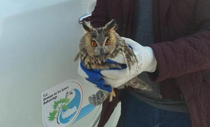Okul bahçesinde yaralı kulaklı orman baykuşu bulundu
