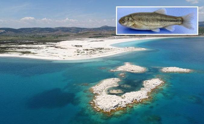 Salda Gölü'ndeki endemik balık türleri tehlike altında