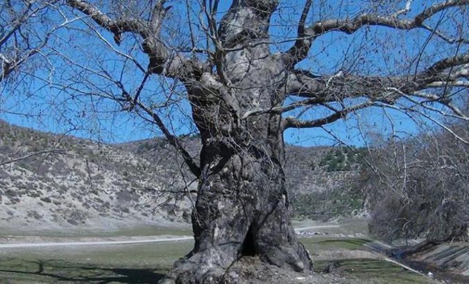 7 asırlık çınar ağacı, yoğun ilgi görüyor