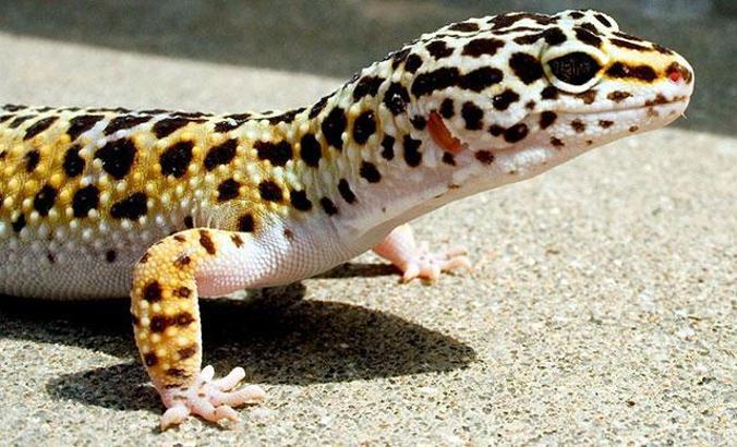 İnternetten satılık Leopard Gecko