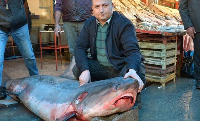 Mersin'de 5 metre boyunda 450 kilo ağırlığında köpek balığı yakalandı