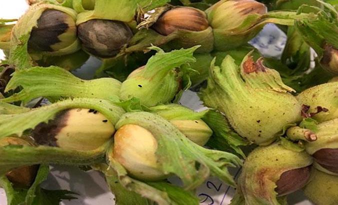 Fındıkta 'kahverengi- yeşil kokarca' tehdidi