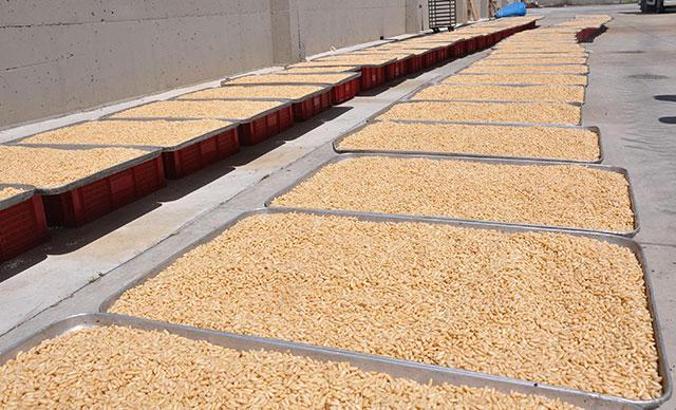 Kilosu altınla yarışan künar için 40 metre yükseklikte çalışıyorlar