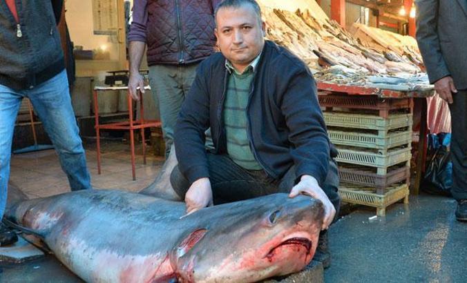 'Sapan' cinsi köpek balığını avlayana 1635 TL ceza