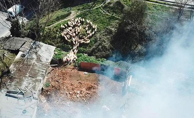 Koyunlarını yangından böyle kurtardı
