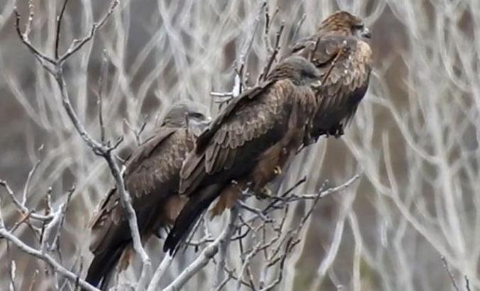 Kara Çaylak kuş sürüleri, Türkiye’de 3’üncü kez kayda alındı