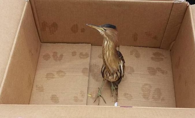 Hint Gölet Balıkçıl Kuşu, cezaevi bahçesine indi