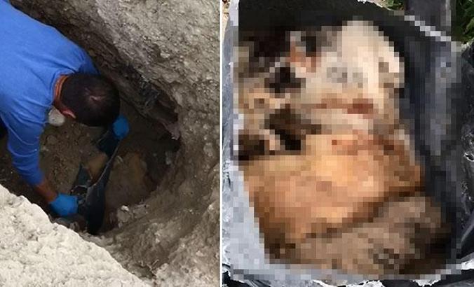 Burdur'da barınak yakınındaki çukurlarda kedi ve köpek ölüleri bulundu