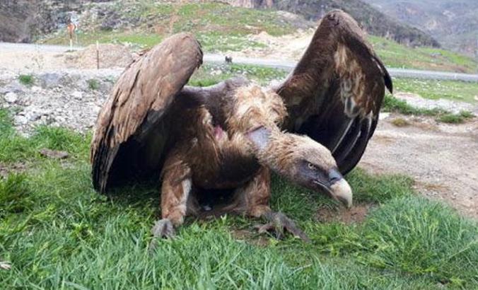 Çukurca'da yaralı halde bulunan kızıl akbaba tedaviye alındı