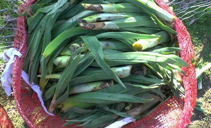 Gülbahar bitkisi, köylülerin gelir kaynağı