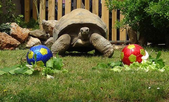 Dev kaplumbağa Tuki'nin derbi tahmini
