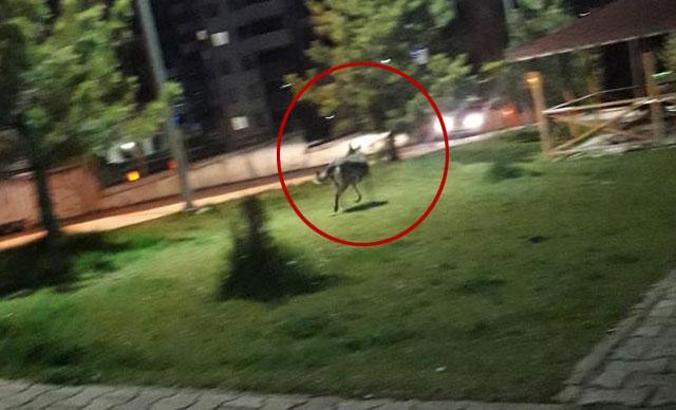 Karabük'te kent merkezine kurt indi