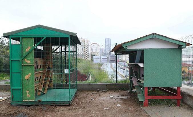 Başakşehir’in kedileri “ev”leniyor