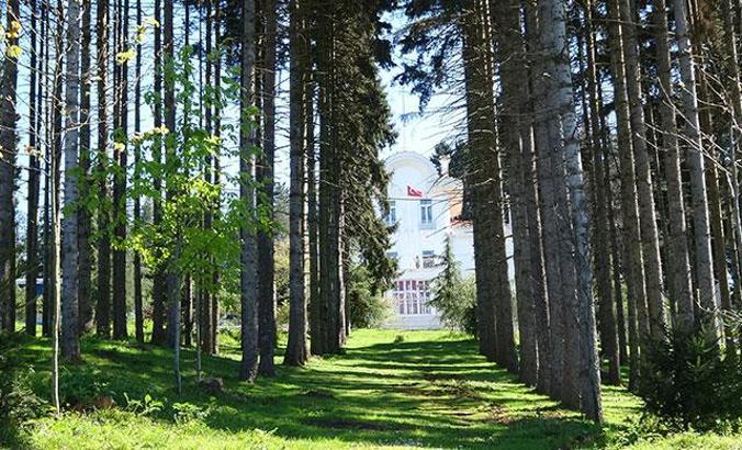 Böcek istilası altındaki Atatürk Köşkü Ormanları'ndan iyi haber