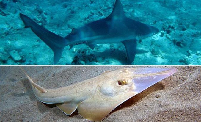 Akdeniz'deki köpek balığı ve vatozun 20 türü tehlikede