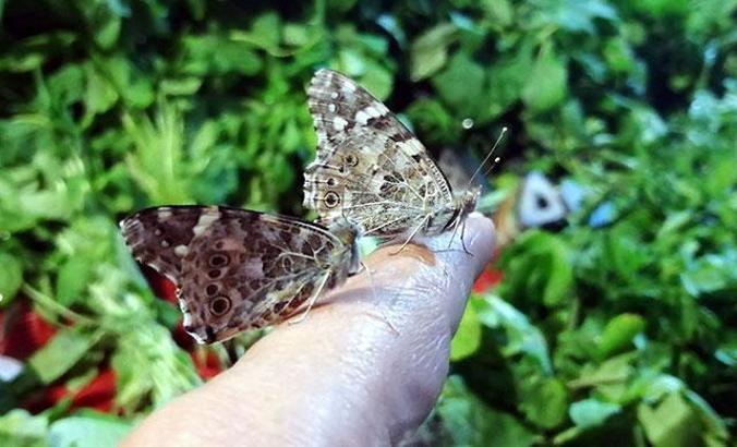 Mersin’e kelebek istilası oldu çiftçilere uyarı yapıldı