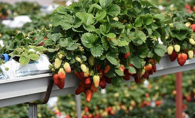 Serada toprak çilek üretiyor