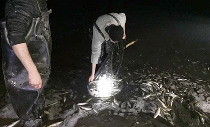Van'da kaçak avlanan 1.9 ton inci kefali ele geçirildi