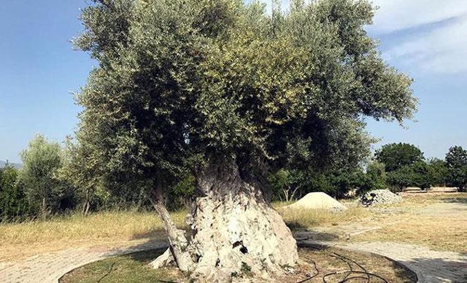 İşte Cumhurbaşkanı Erdoğan'ın bahsettiği o ağaç! Tam 1300 yaşında