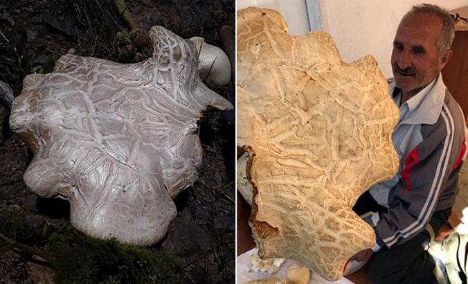 7 kiloluk mantar şaşırttı