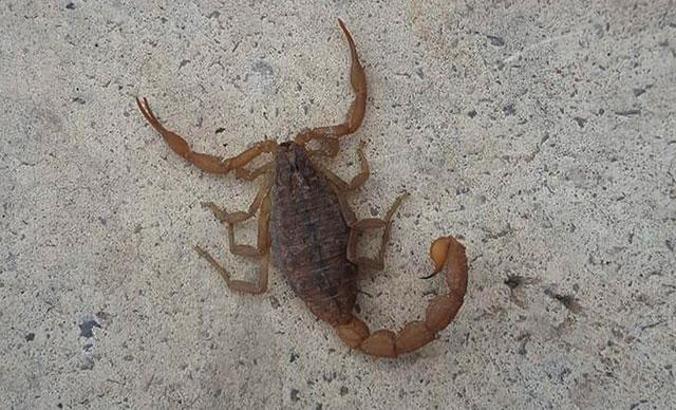 İslahiye'de, en zehirli akrep türü görüldü