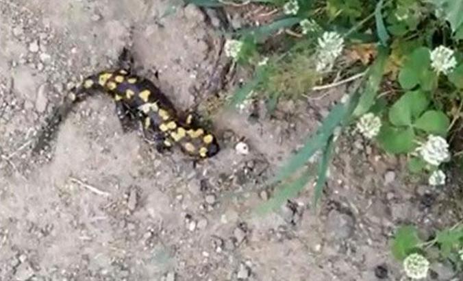 Bingöl'de, Türk semenderi görüldü