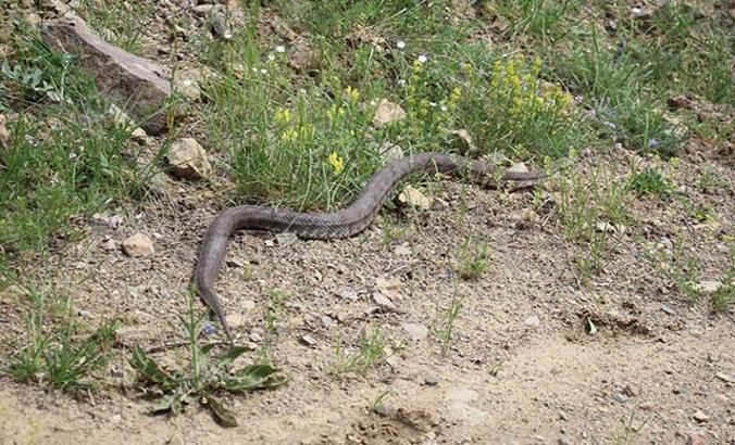 Oltu'da 1,5 metrelik Hopa engereği görüldü