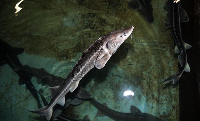 Mersin balığının Karadeniz'deki 3 türü yok oldu
